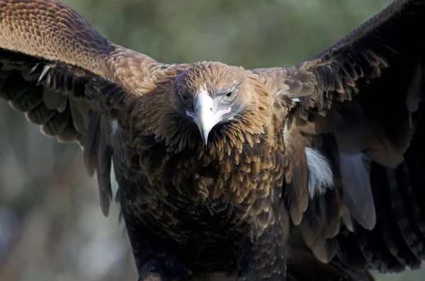 Keilschwanzadler — Stockfoto