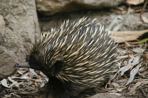 Perto de um echidna — Fotografia de Stock