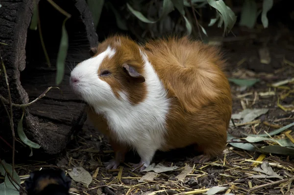 Bir hamster yakın çekim — Stok fotoğraf