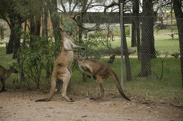 Iki büyük erkek kanguru — Stok fotoğraf