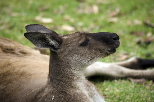 Close up van een ki-kangoeroe — Stockfoto