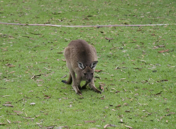 Joey KI kangaroo — Stock Photo, Image