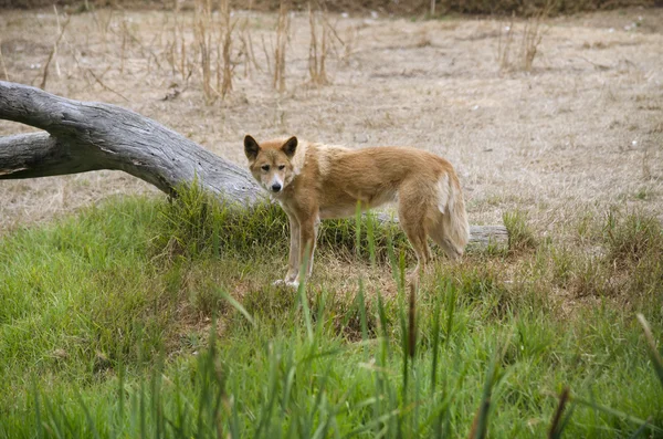 Altın dingo yürüyor — Stok fotoğraf