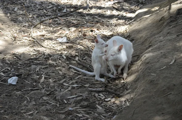 Madre albino canguro — Foto de Stock