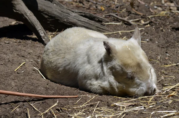 Albino wombat is resting — Stock Photo, Image