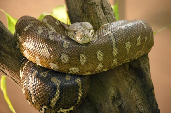 Close up van een tapijt-python — Stockfoto