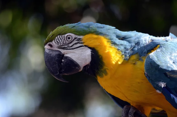 Close up van een blue macaw — Stockfoto