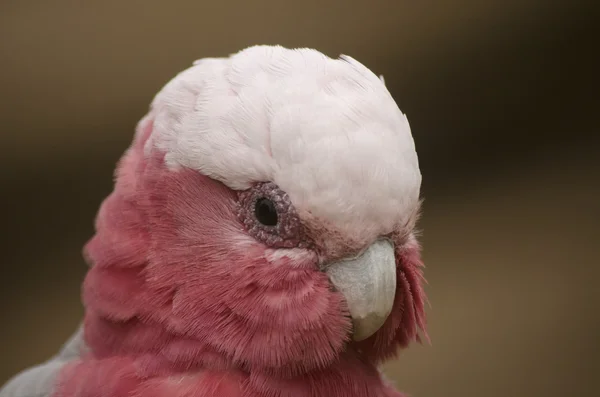 Zamknij się z Australian galah — Zdjęcie stockowe