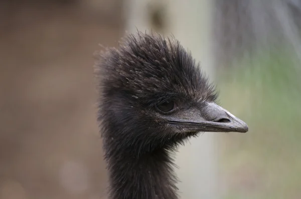 Close up of a young Australian emu Royalty Free Stock Photos