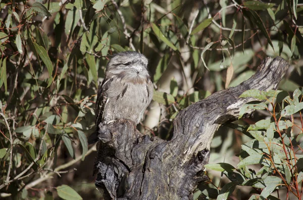 Tawny frogmouth hides in plain sight — Stock Photo, Image
