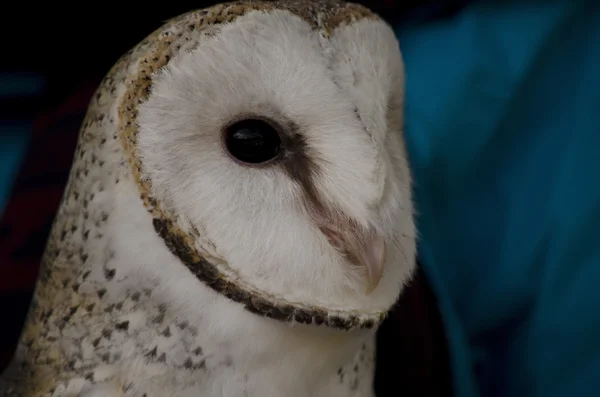 Close up of a masked owl — Stock Photo, Image