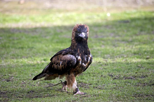 Black breasted buzzard is walking — Stock Photo, Image