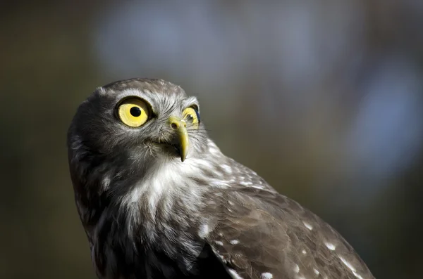 Close up of a barking owl — Stock Photo, Image