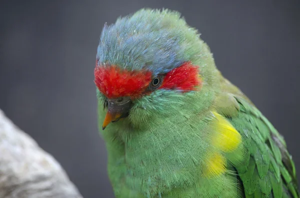 Close-up de um musk lorikeet — Fotografia de Stock