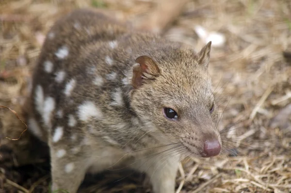 Spotted quoll is smelling — Stock Photo, Image