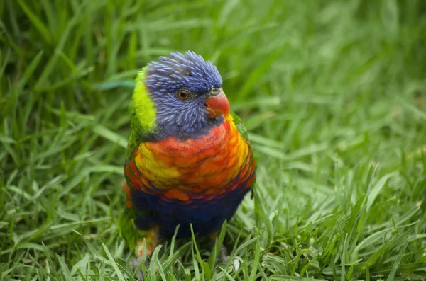 Australiska rainbow lorikeet — Stockfoto