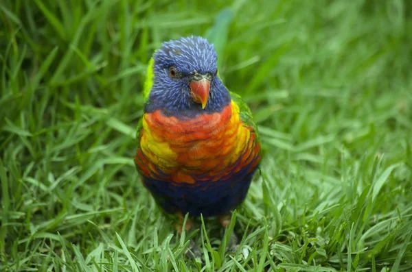 Australiska rainbow lorikeet — Stockfoto