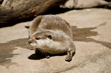 kahverengi oryantal otter
