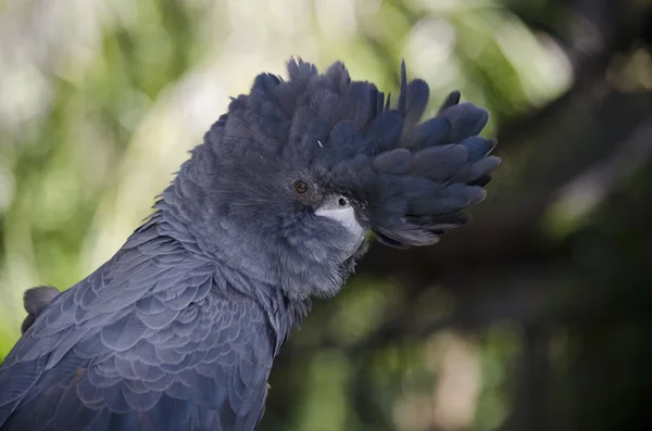 Cockatoo noir à queue rouge — Photo