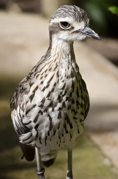 Bush curlew close up — Stock Photo, Image