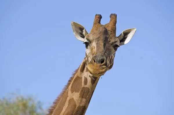 Girafa de perto — Fotografia de Stock