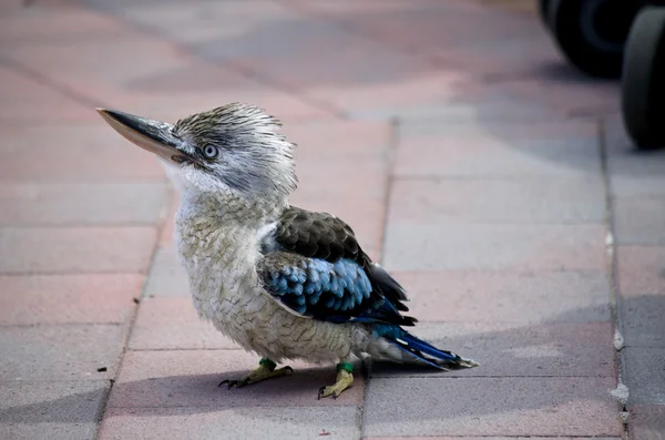 Kookaburra de alas azules —  Fotos de Stock