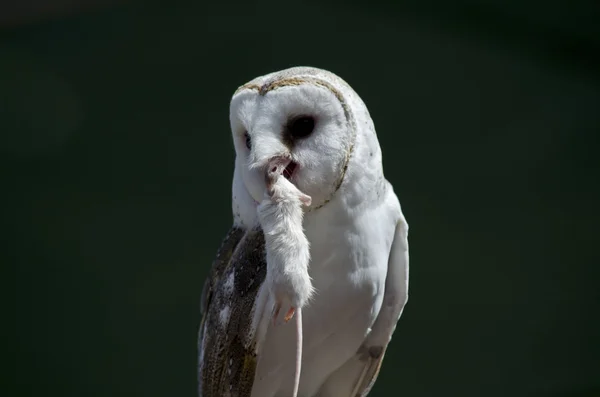 Barn owl eating — Stock Photo, Image