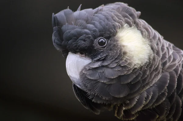 Cacatua preta de cauda amarela — Fotografia de Stock