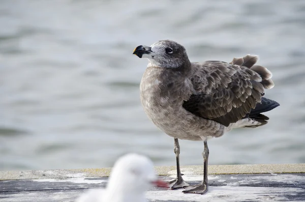 Junge Pazifikmöwe — Stockfoto