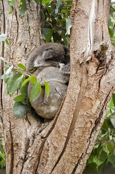 Koalas durmiendo en la bifurcación — Foto de Stock