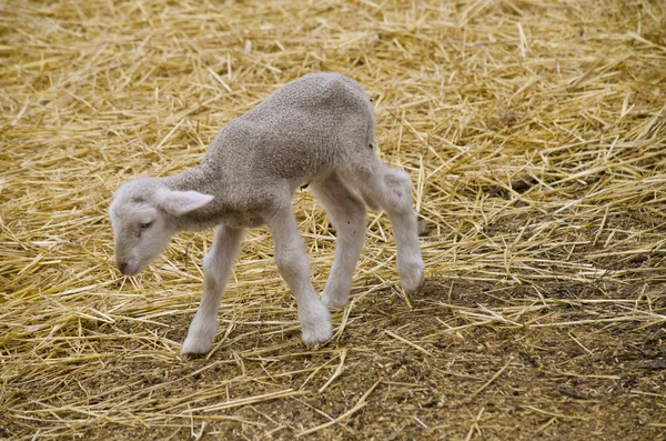 Lammbaby stehend — Stockfoto