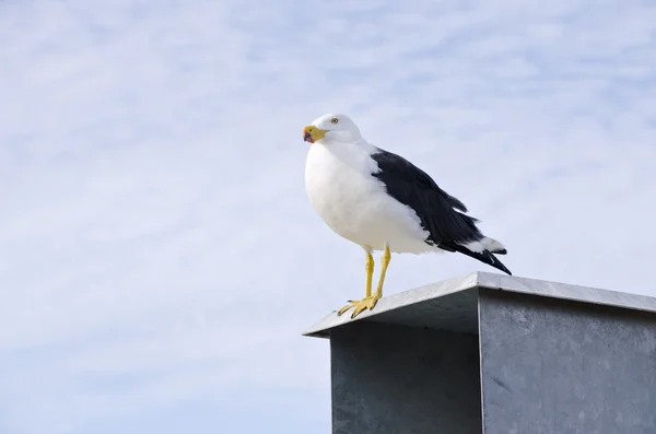 Pazifische Möwe auf einem Kasten — Stockfoto