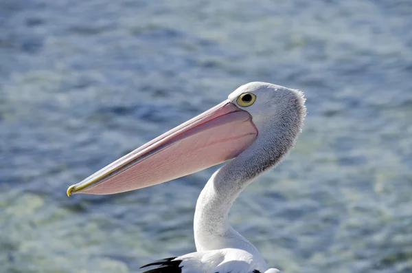 Pelikan aus nächster Nähe — Stockfoto