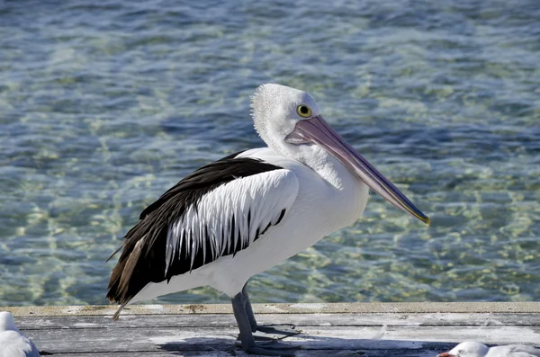 Pelikanen på nära håll — Stockfoto