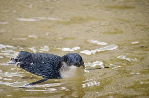 Pingüino de hadas de cerca — Foto de Stock