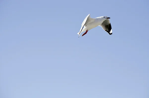 Seagull flying high — Stock Photo, Image