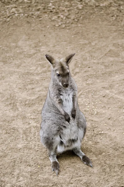 Wallaby de pé — Fotografia de Stock