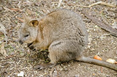 Avustralya quokka yakın çekim