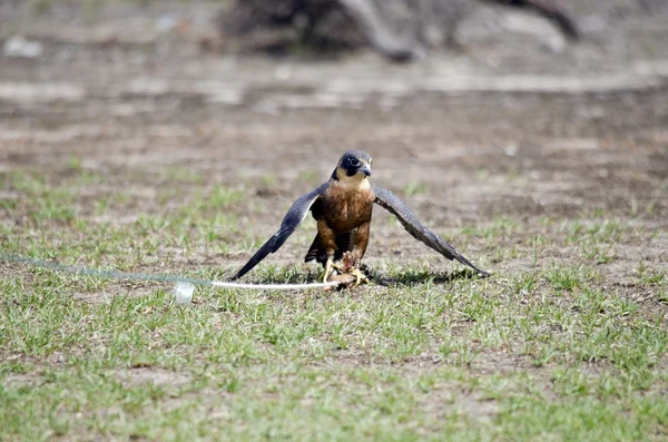 Kestrel catching lure — Stock Photo, Image