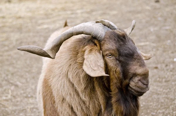 Billy goat close-up — Stockfoto