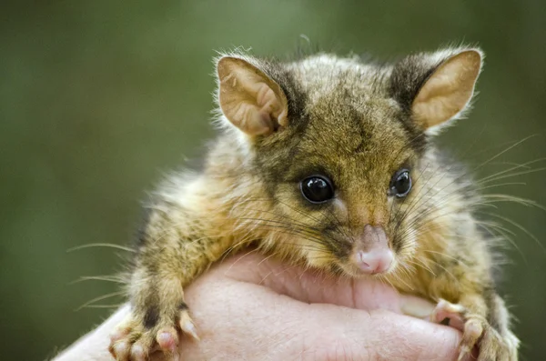 Baby possum close up — Stock Photo, Image