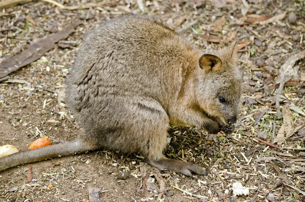 Ausztrál Kurtafarkú kenguru közelről — Stock Fotó