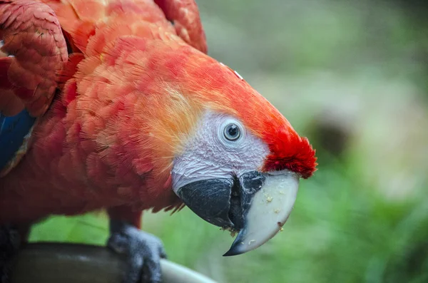 Guacamayo escarlata de cerca —  Fotos de Stock