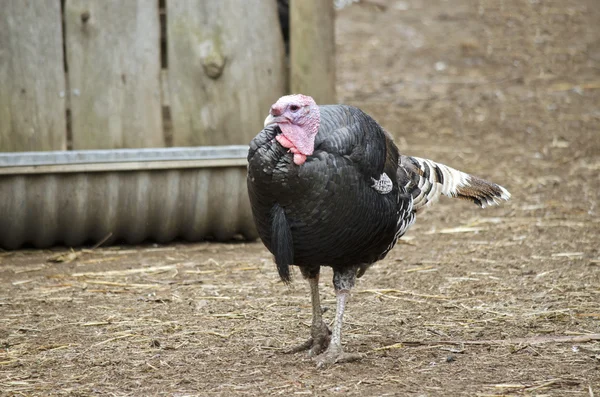 Pavo en el corral — Foto de Stock