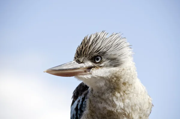 Kookaburra à ailes bleues — Photo