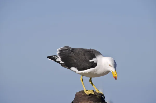 Stille meeuw staande — Stockfoto