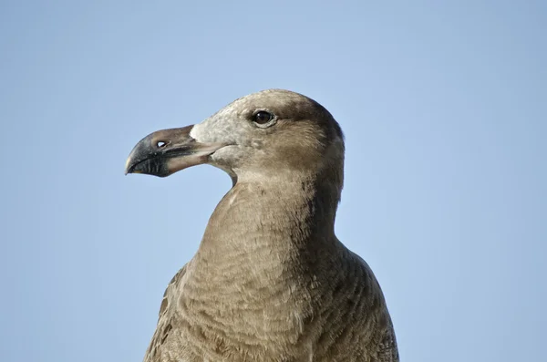 Giovane gabbiano pacifico — Foto Stock