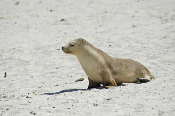 Australian sealion walking — Stock Photo, Image