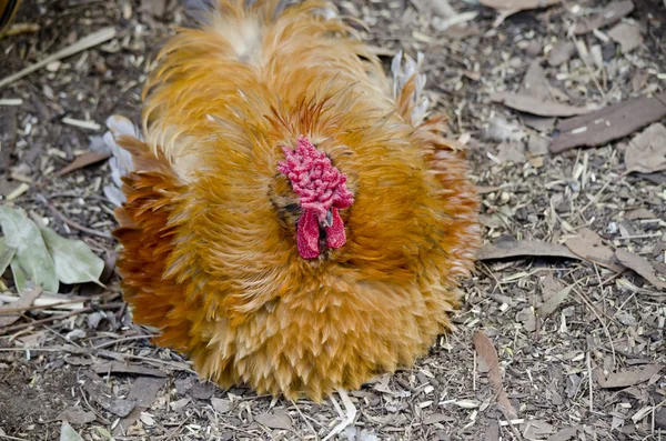 Frizzle Hühnerrast — Stockfoto
