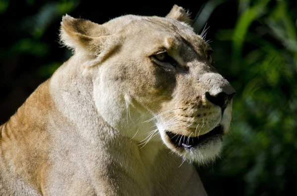 Close up lioness — Stock Photo, Image